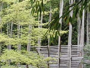 Bamboos and bamboo scaffolding 