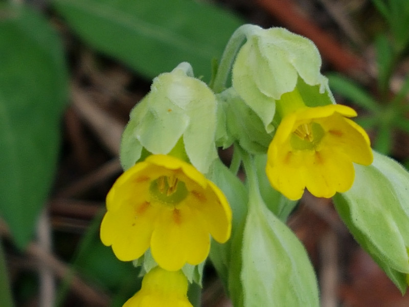 It has been a good year for Cowslips