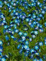 The Forget me Nots 