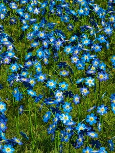 The Forget me Nots 