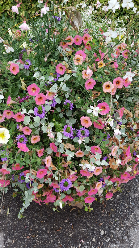 So many planters full of pastel coloured petunia