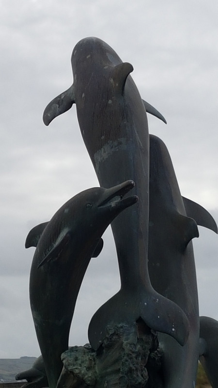 The Cardigan Bay Dolphins