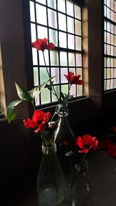 The poppies in the windows 