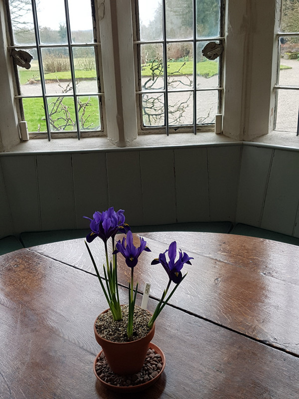 Blue iris in the hall window 