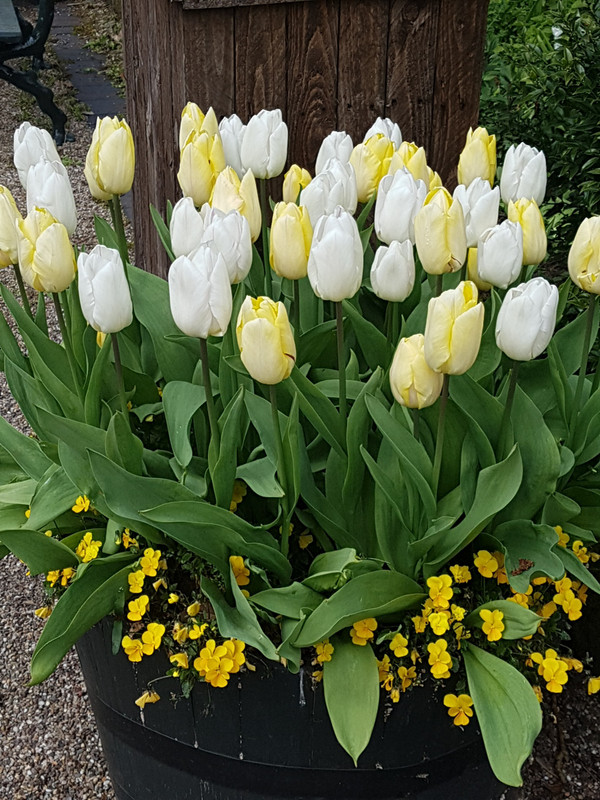 The pots of tulips 