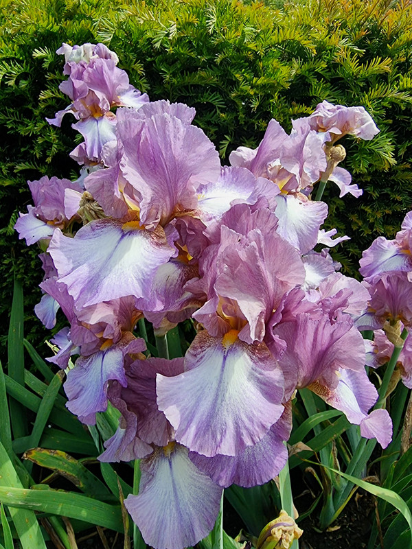 Bearded Iris 
