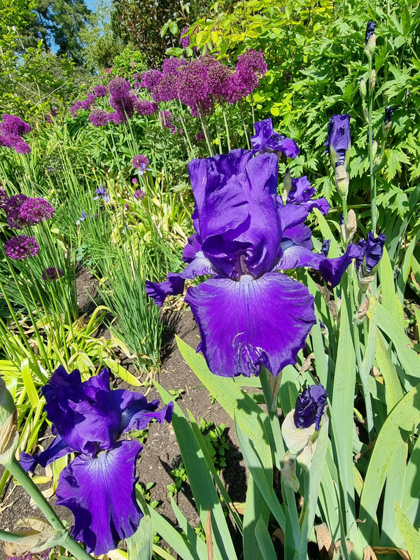The Bearded iris 