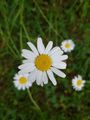 Ox Eye Daisies - would you notice them if you were not alone 