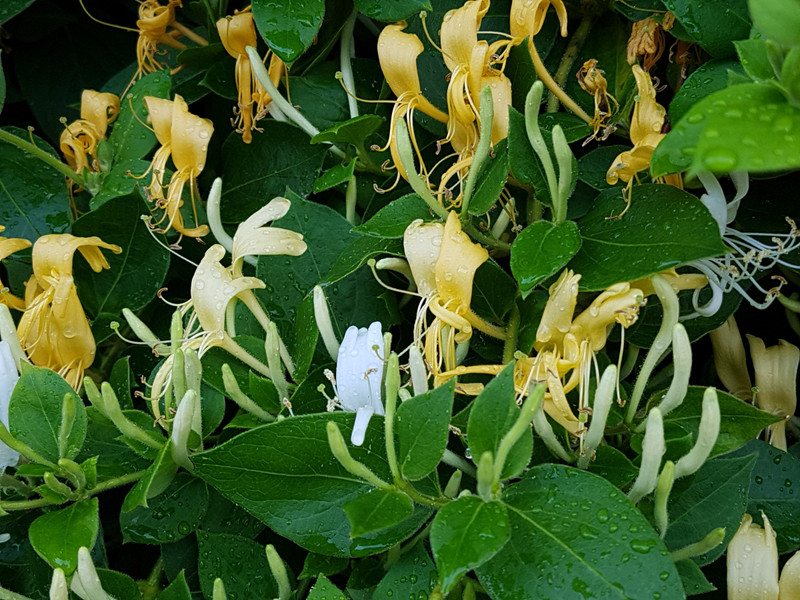 The last of the summer honeysuckle