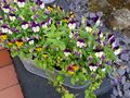 Simple pansies in an old tin trough