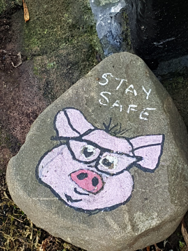 The stay safe pig 