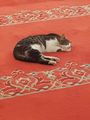 The cat on the mat