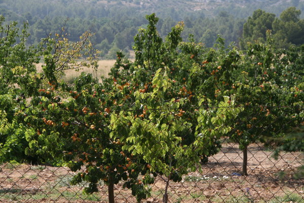 Peach groves 