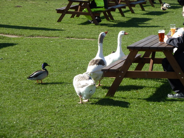 Gunthorpe Ducks and Geese 