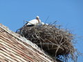 A stork on the roof 