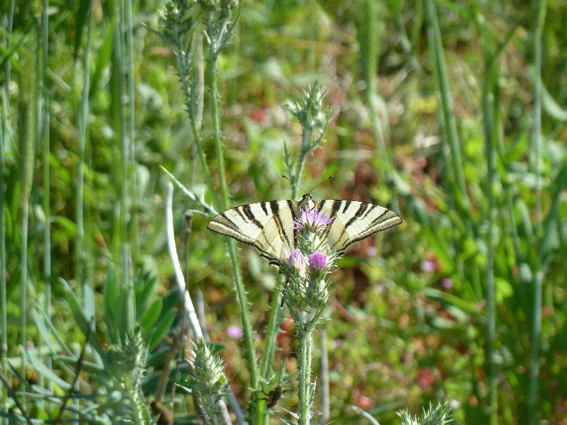 A Swallow tail butterfly on a thistle 