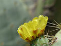 Cactus flowers on Lokrum Island 