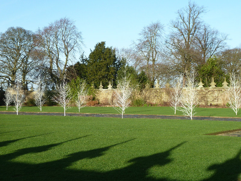 Silver trees in the gardens 