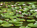 Lily pads on the pond 