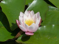 Pink waterlily 