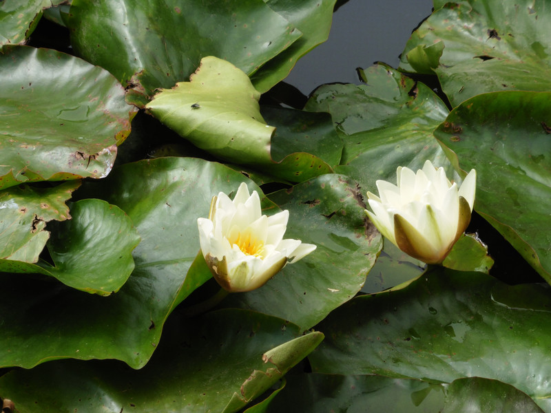 Water lilies in bloom