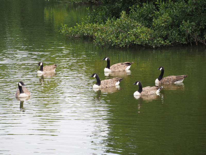 CAnadian geese on the moat 