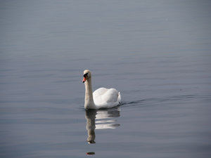 Graceful swan gliding along 