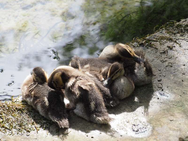 a family of little ducklings 