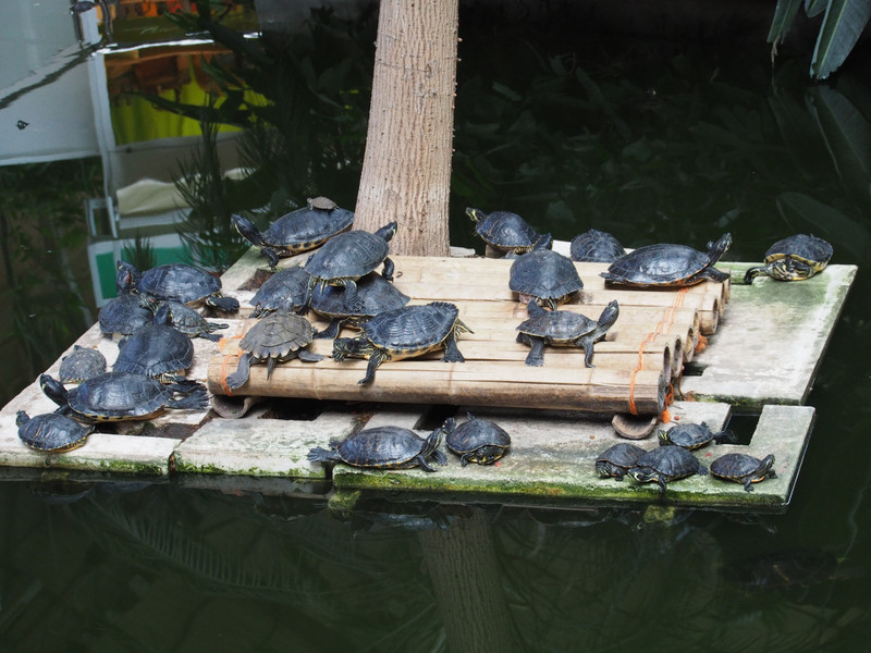 terrapins in the station 