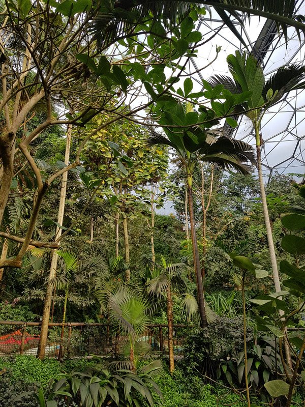 Inside the rain forest 
