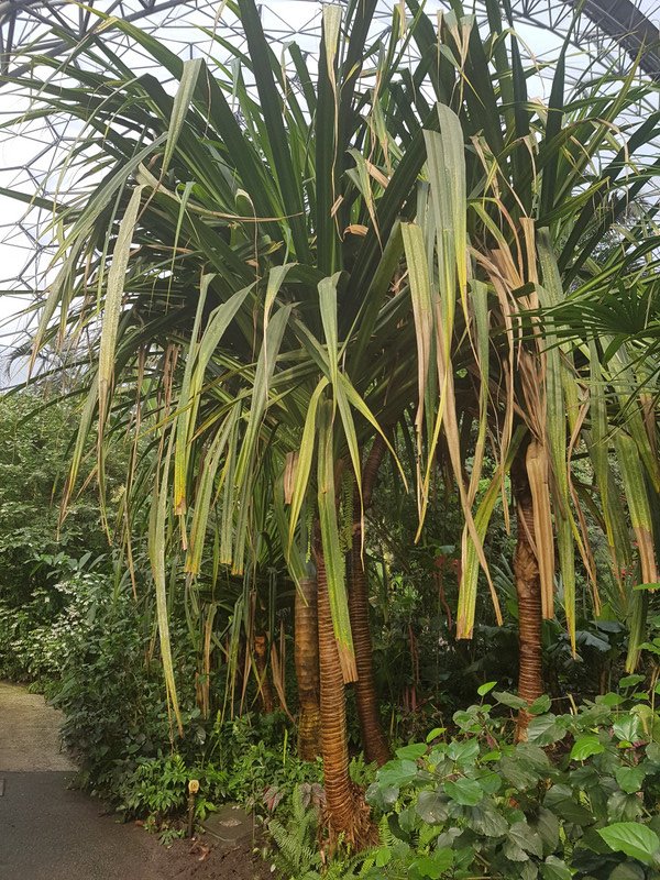 Tropical plants 