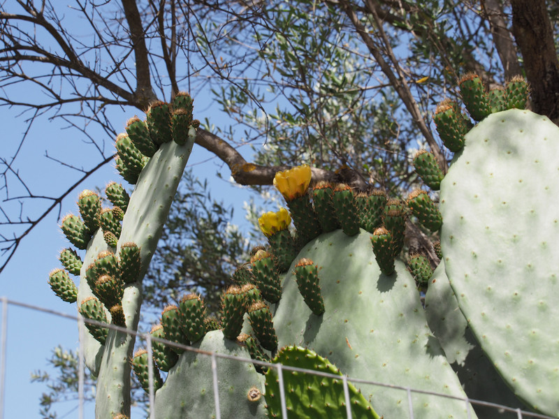 Cacti flowering on the archaelogical site 