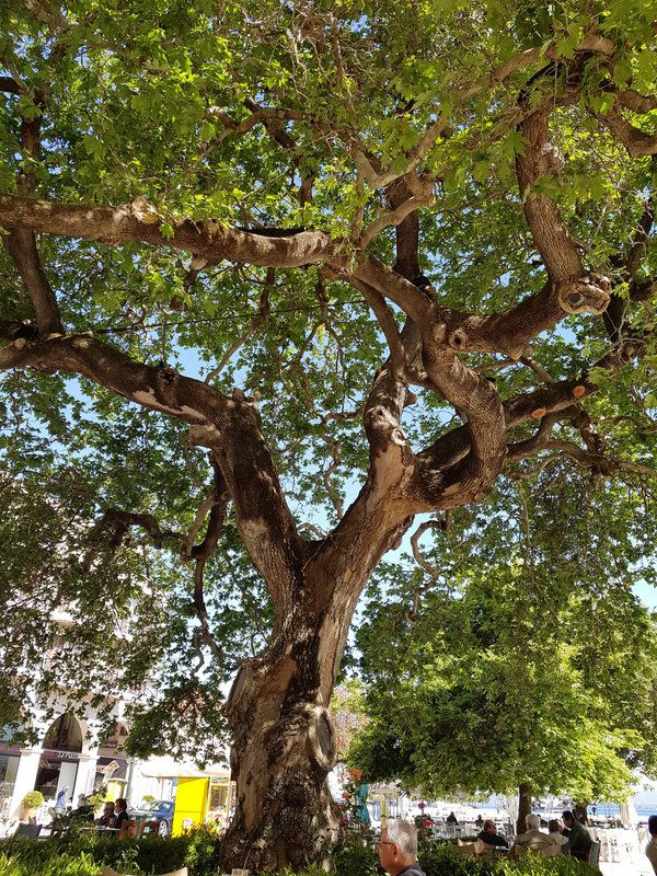 huge plane trees giving much welcome shade