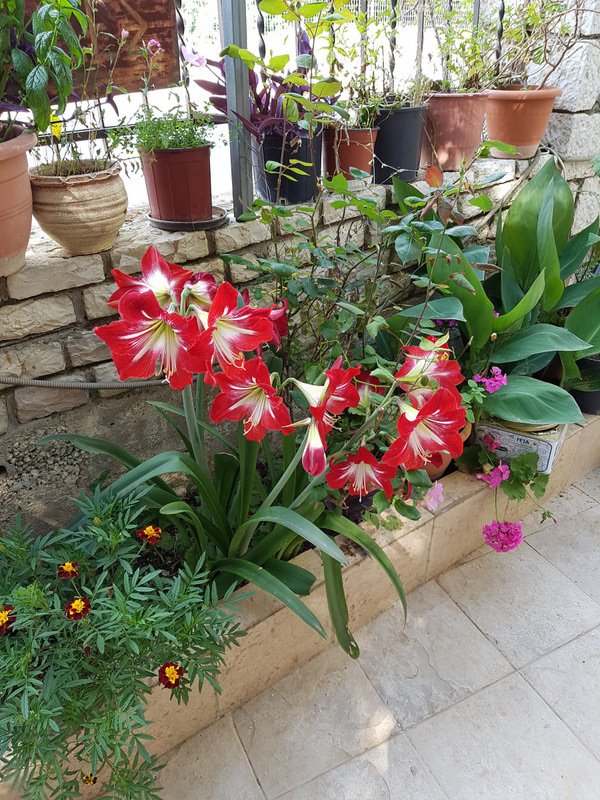 Amaryllis growing in pots 