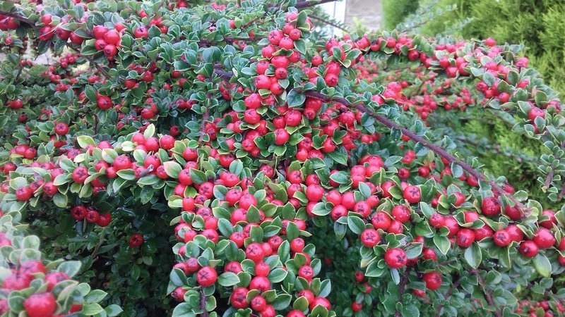The bright jewels of a cotoneaster 