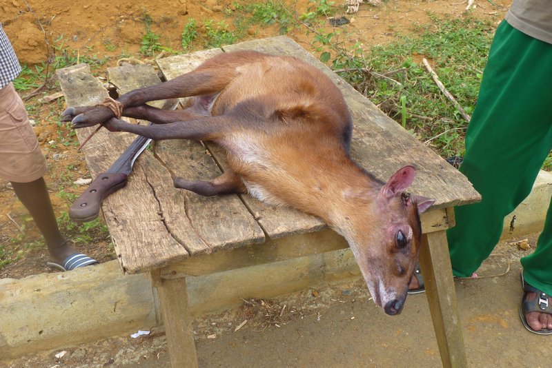 Duiker antelope on sale by the roadside