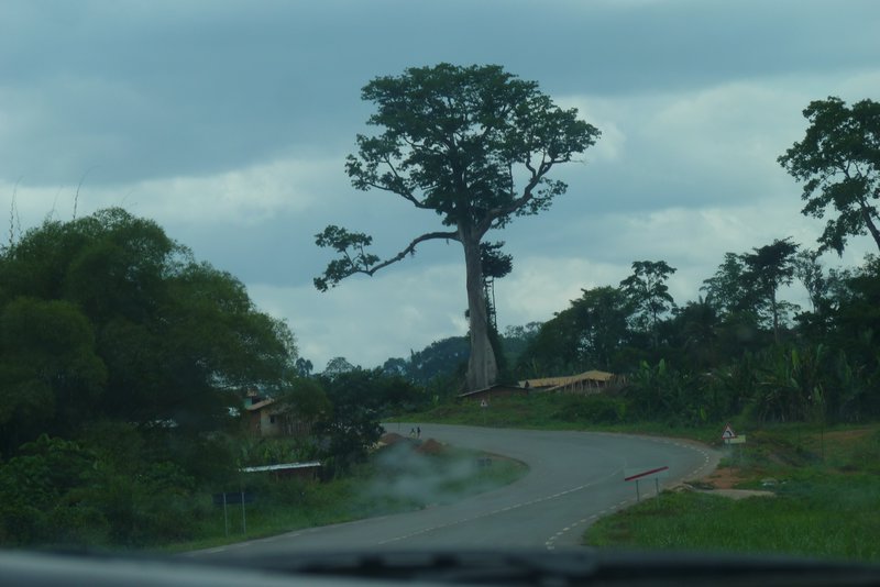 Ceiba, the national tree of EG