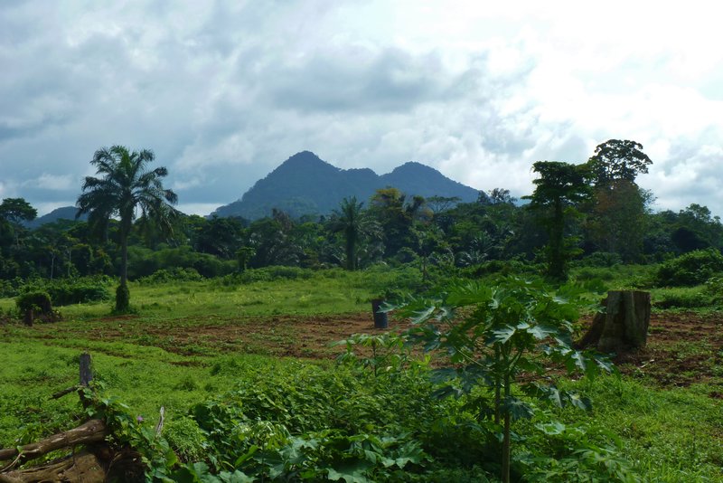Fields of the First lady, and one of the few agricultural aggrupation projects in EG, in Tegueté