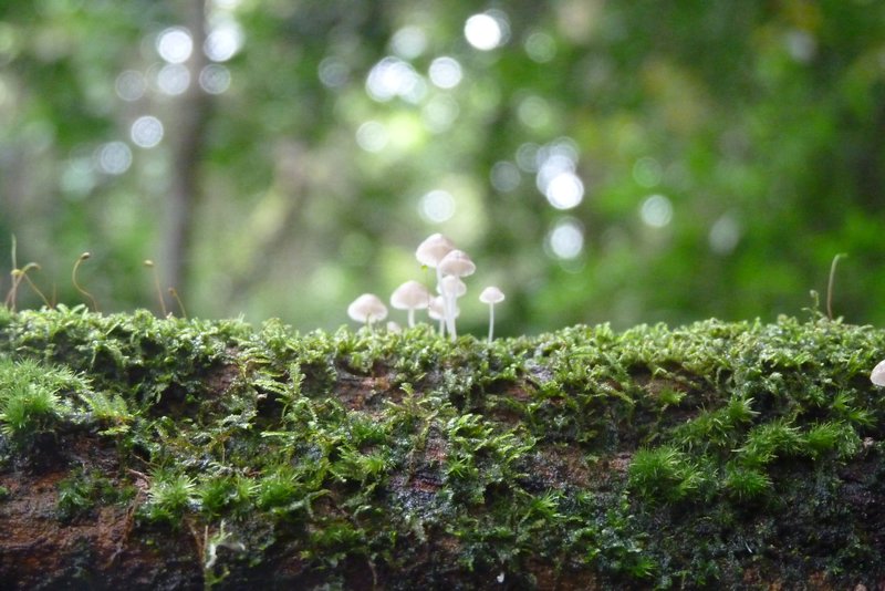 Fungi-spirits in Monte Alén