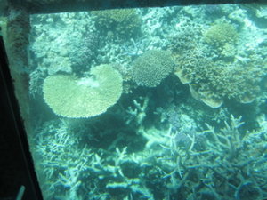 Coral on the reef