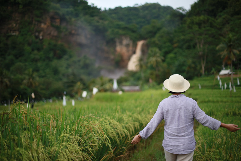 Rice field with Sodong Waterfall in the backdrop