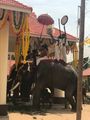 Elephant at the temple