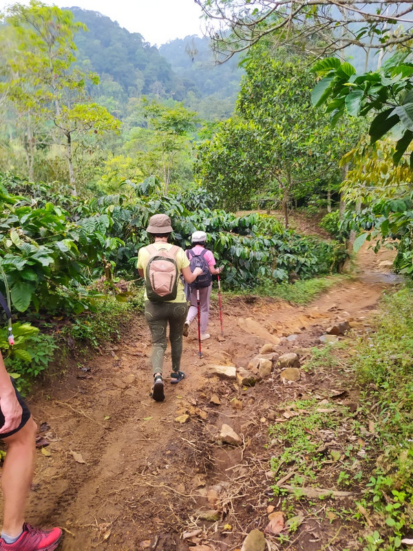 Coffee plantation along the way