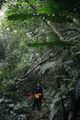 Dense Tropical Forest