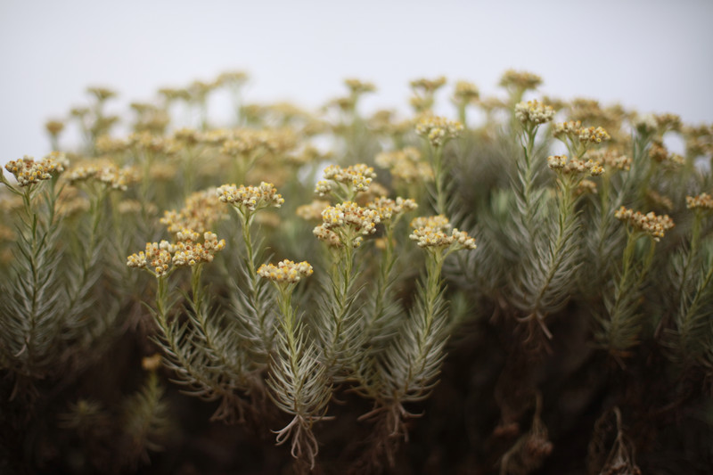 Edelweiss