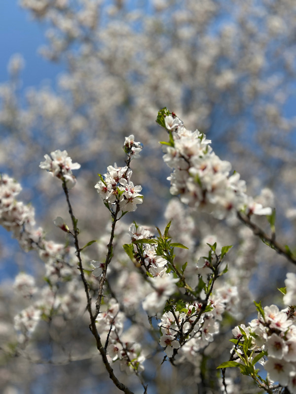 Almond flower blossom