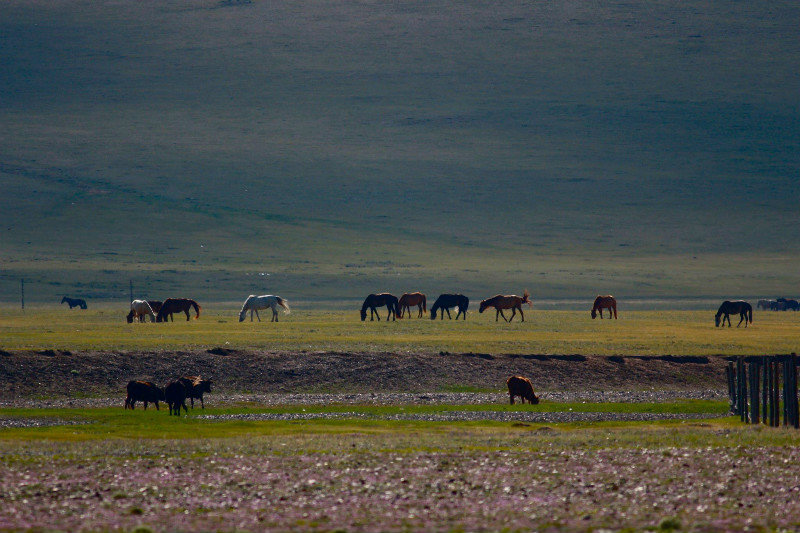 View of the horses grazing 