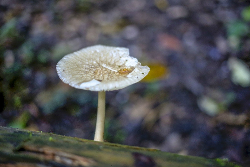 Mushroom