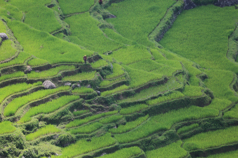 Rice terraces at Batumonga