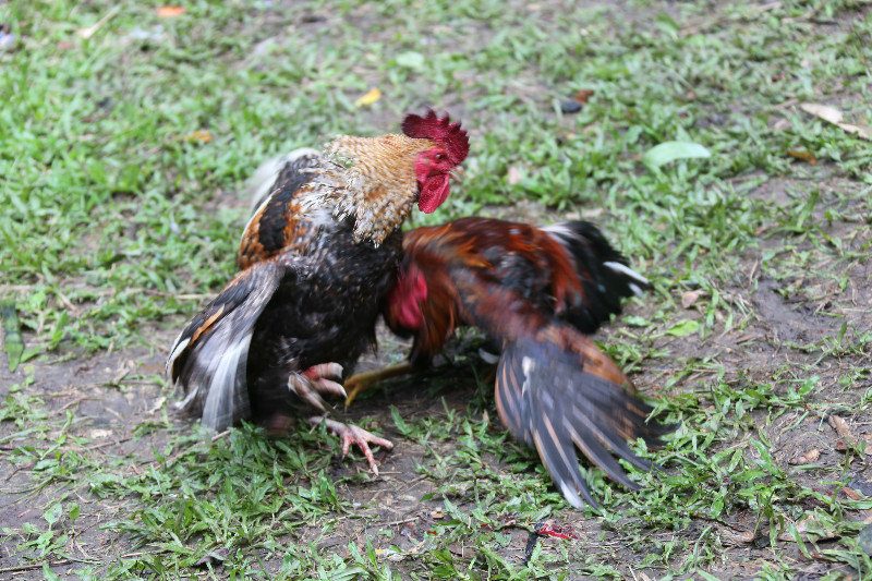 Cock fighting at Suaya